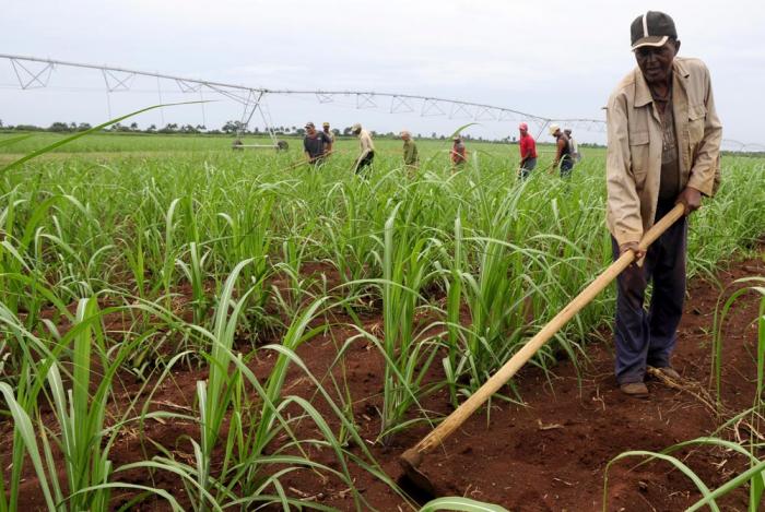 AGRICULTURA