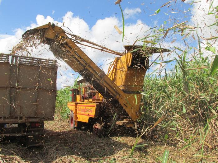 El aumento de los rendimientos cañeros, tarea pendiente en un gran número de unidades productoras 