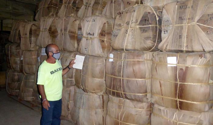 La yagua actúa como un humidor natural