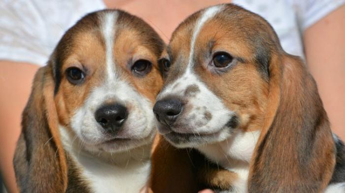 Las mascotas deben recibir un certificado de exportación para arribar al país