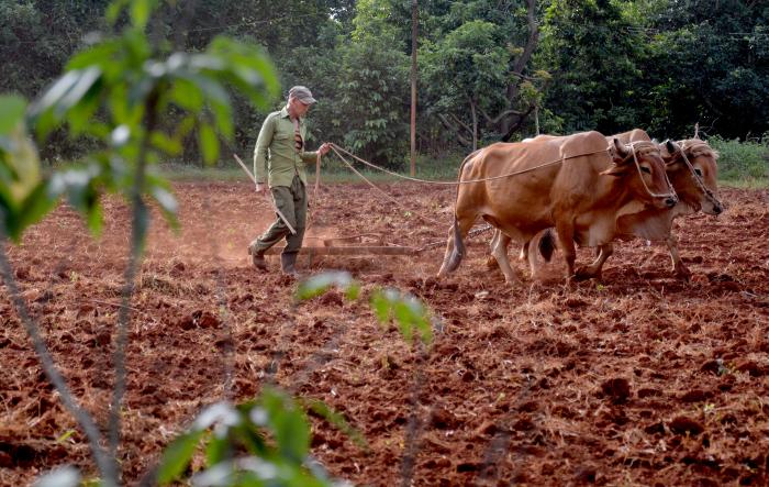 Reportaje con el campesino Pedro Valdés Pérez, en su finca de doble excelencia nacional.