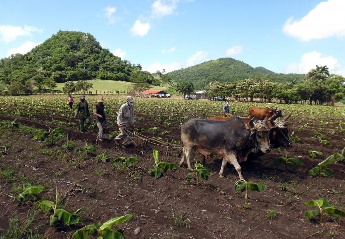 El uso de la tracción animal comienza a visualizarse en un gran número de unidades productivas de la campiña avileña