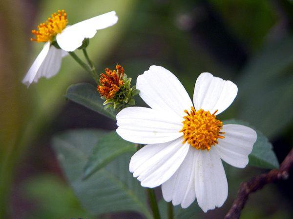 Flor de Romerillo