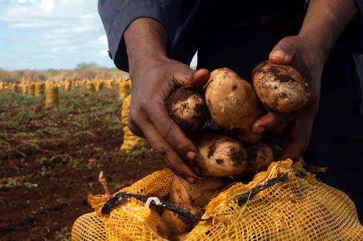 Se cumplió el 77 % del plan de producción de papas en la campaña 2021-2022  (+ Video) › Cuba › Granma - Órgano oficial del PCC