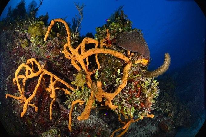 Existen en Cuba más de 1,600 kilómetros cuadrados de arrecifes de coral