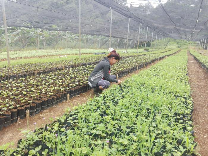 El fomento de los viveros de café garantiza las posturas necesarias para la siembra y resiembra que requiere este cultivo. Foto: Juan Carlos Dorado