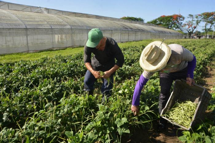 Polo productivo de la Empresa Cítricos Arimano, del cienfueguero municipio de Cumanayagua, en el Centro Sur de Cuba, el 10 de junio de 2022.  ACN FOTO/Modesto GUTIÉRREZ CABO