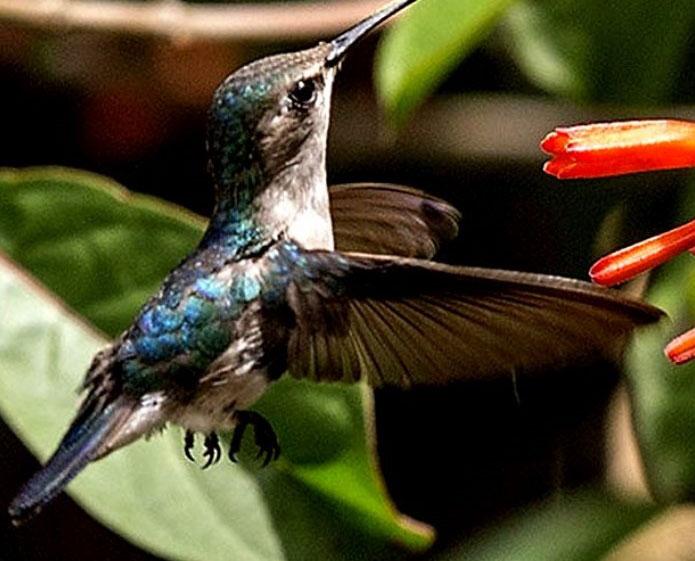 Aves