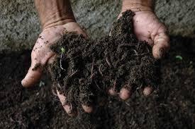 También se trabaja en establecer nuevos centros de producción de Humus de Lombriz en todas las bases productivas y altos productores del país