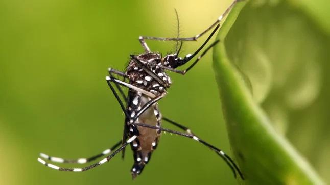 mosquito