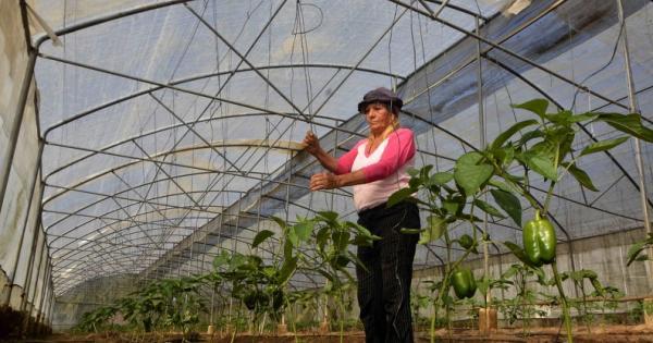 La FAO ayuda a implementar el Plan de Soberanía Alimentaria y Educación Nutricional. 