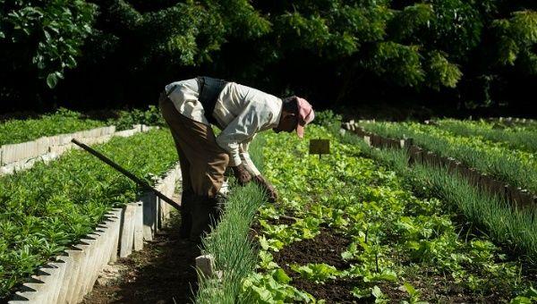 Un antecedente importante fue la presentación del Plan Nacional de Soberanía Alimentaria y Educación Nutricional de Cuba ante la ONU