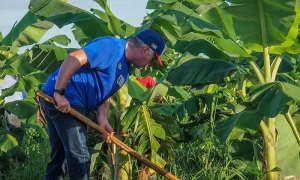 Participa Díaz-Canel en trabajo voluntario junto a jóvenes cubanos