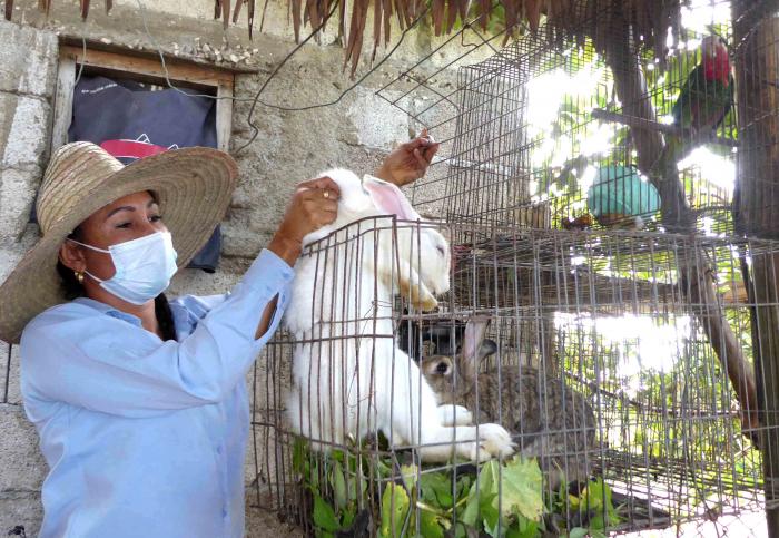 CONEJOS