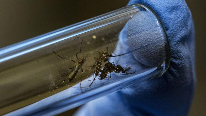 Aedes aegypti
