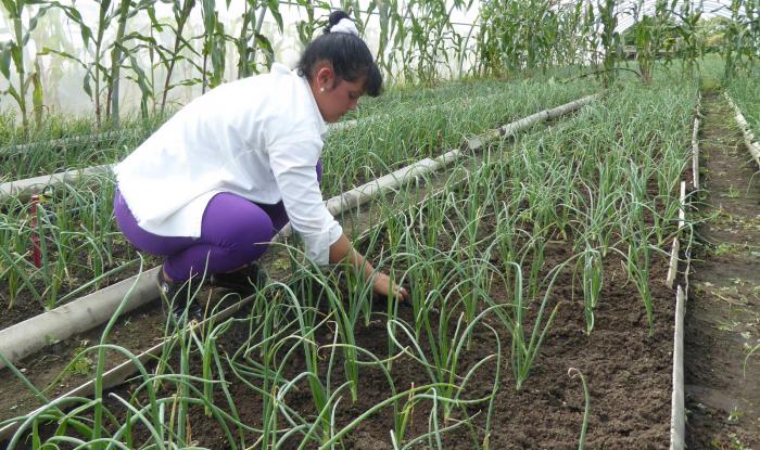 organopónicos en Pinar del Río