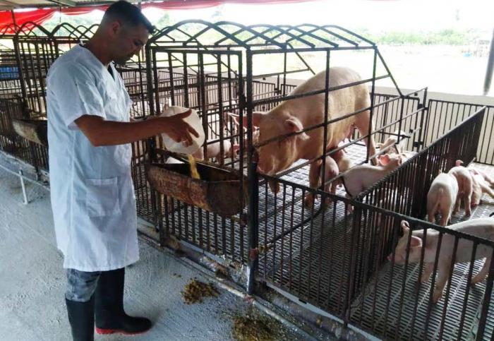 A la par de criar cerdos, Yusdany Rojas Pérez también siembra tabaco, lo cual le genera las divisas necesarias para comprar pienso de inicio. Foto del autor
