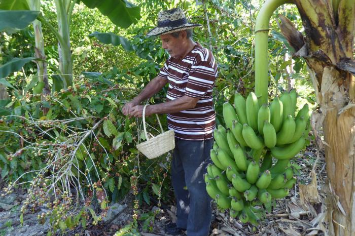 Waldo y su esposa Grisel han logrado, en un patio que no excede los 50 metros de largo, intercalar cultivos de plátanos con unas 80 matas de café. foto del autor