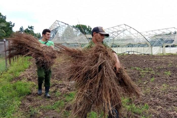 Daños al sector tabacalero de Pinar del Río por el huracán Ian
