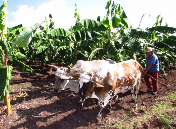 En Holguín solo 11 empresas y organismos poseen tierras con fines agropecuarios. FOTO DEL AUTOR