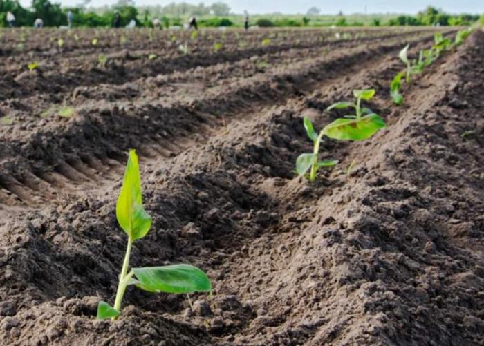 Nuevas plantaciones surgen en Pinar del Río tras azote del ciclón Ian