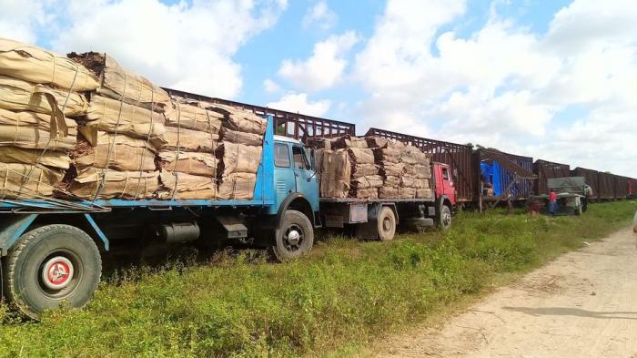 Pinar del Río «evacúa» parte de su tabaco hacia otras provincias del país