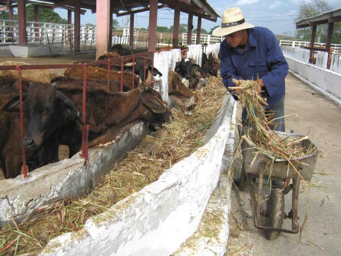 Ganadería en Camagüey