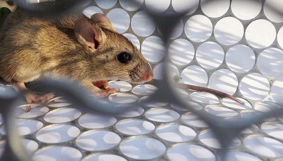 Autoridades sanitarias advierten sobre el aumento de la leptospirosis