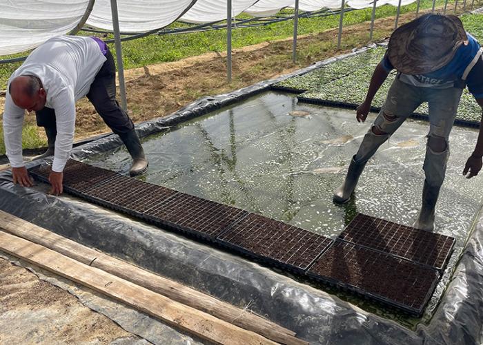 Esta es la primera vez que se introduce la siembra con esta tecnología en la Isla, pues «antiguamente esta semilla peletizada se importaba directamente desde Holanda.