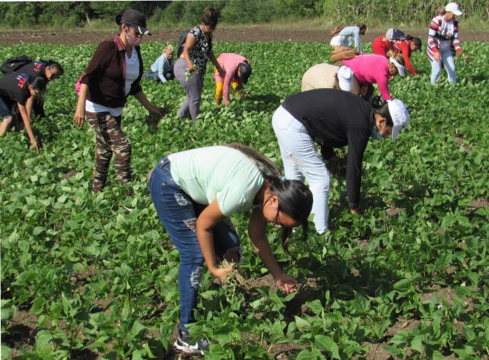 Trabajadores de varios sectores participaron en labores productivas en áreas agrícolas