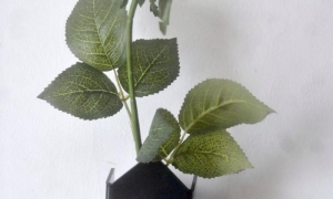 Rosa blanca para el comandante