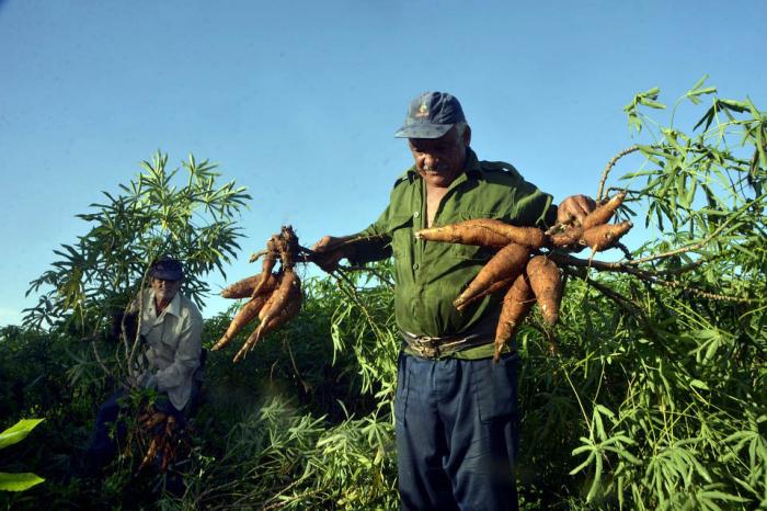 Polo productivo de la Empresa Cítricos Arimano, del cienfueguero municipio de Cumanayagua, en el Centro Sur de Cuba, el 10 de junio de 2022.  ACN FOTO/Modesto GUTIÉRREZ CABO