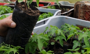 Finca de frutales en la CCS fortalecida Nelson FernÃ¡ndez.