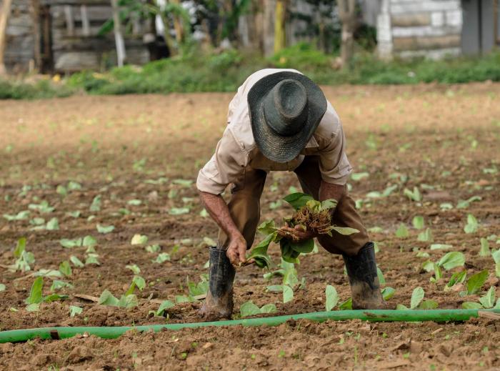 Campesinos trabajadores en el cultivo y cosecha del tabaco en las plantaciones de tabacos de la CCS Osmani Arenado de San Juan y Martínez de Pinar del Rio.