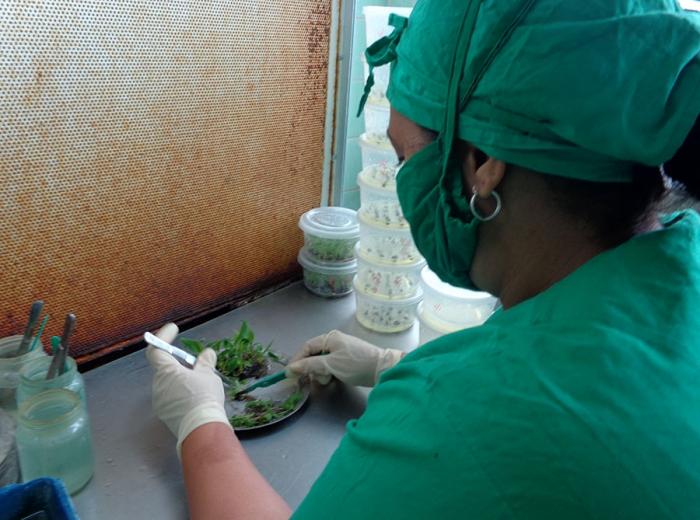 INVESTIGACIÓN. CIGB