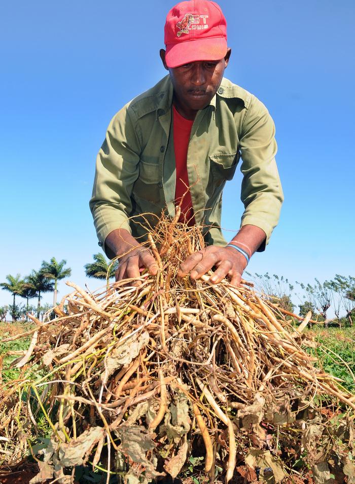Hay que seguir socializando las mejores experiencias en la siembra del frijol con alternativas nacionales y prácticas agroecológicas. 
Foto: José M. Correa