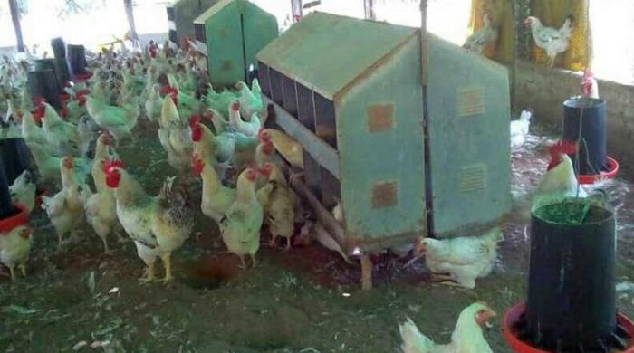 -avicultura-en-sancti-spiritus