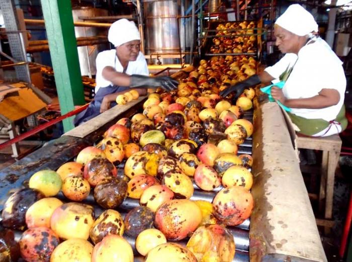 Santiago de Cuba no tiene una infraestructura industrial que le permita aprovechar a cabalidad su potencial frutícola. Foto: ronaLD suárez rivas