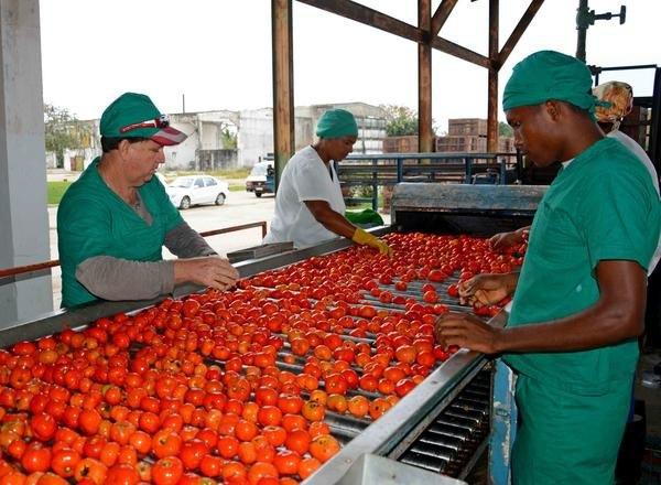 El país enfrentará una campaña de tomate muy disminuida