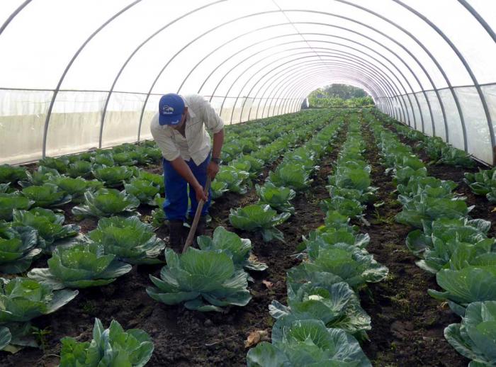 Jorge Luis Tapia Fonseca, vice primer ministro, insistió en la necesidad de trabajar por el autoabastecimiento municipal, sin pensar en los barcos que en otro momento llegaban del exterior. 
foto: ronald suárez
