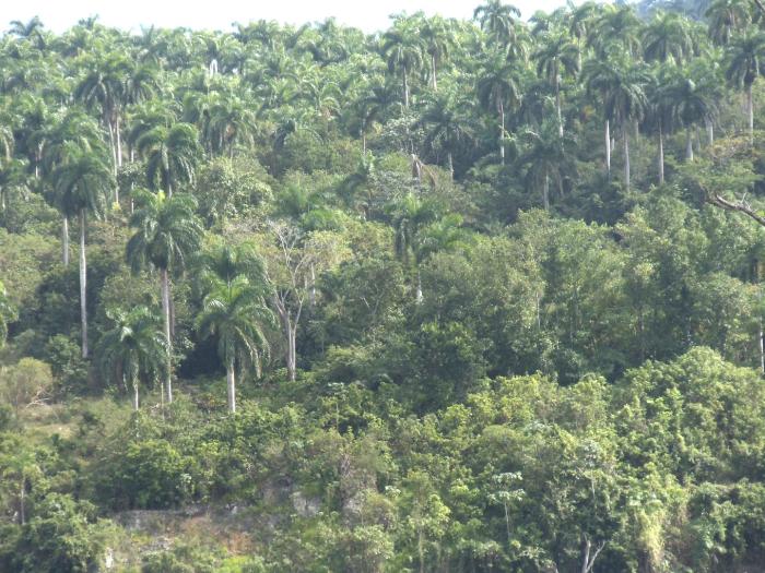 Con un estimado de 6 500 especies, Cuba es uno de los territorios insulares que tiene mayor número de especies de plantas por kilómetro cuadrado. 
foto: Gisselle Morales Rodríguez