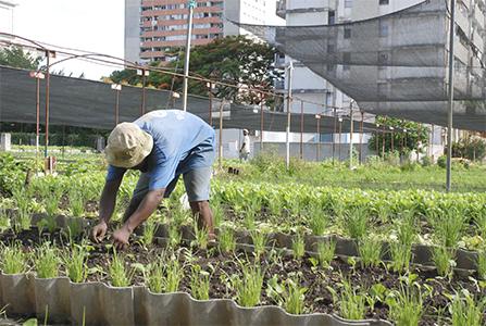 agricultura