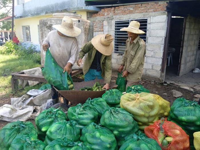 Cosecha de pepino ecológico en área demostrativa del Proyecto de Desarrollo Local de Lombricultura.
FOTO DE LA AUTORA