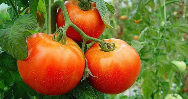 tomates
