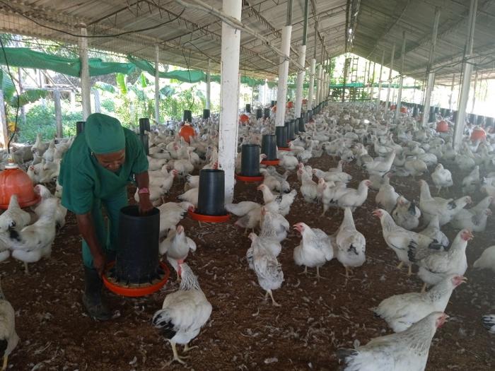 La mejor estrategia ha sido apostar por la elaboración de una base alimentaria que no dependa de importaciones o de la disponibilidad de otros piensos que en el país se destinan a la producción avícola. fotos de la autora
