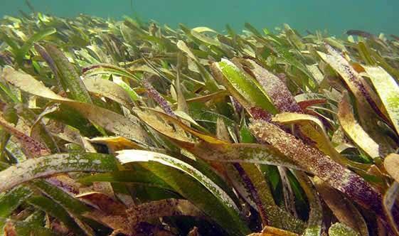 Thalassia-testudinum