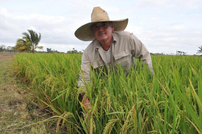 De los predios de La Perseverante ha salido simiente de arroz para bases productivas de la provincia y de otros territorios del país. Foto: Juan Carlos Dorado
