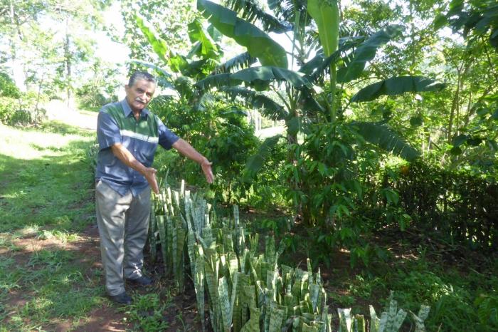 Alcibiades Guilart ha demostrado en su finca cómo el manejo adecuado del suelo multiplica el rendimiento de las cosechas. FOTO DE LA AUTORA