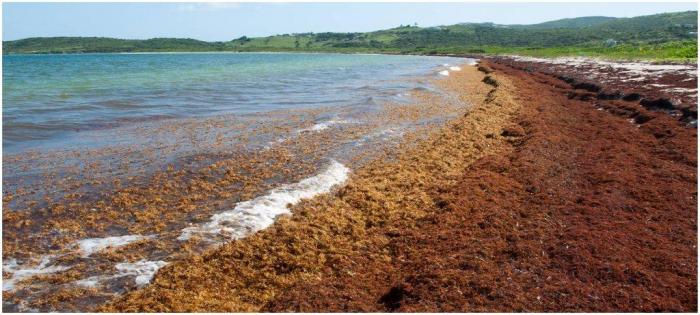 Desde 2011 suelen repetirse notables eventos de arribo de grandes volúmenes de sargazo a las playas de la región del Caribe. FOTO: CORTESÍA DEL DOCTOR EUGENIO MOJENA LÓPEZ
