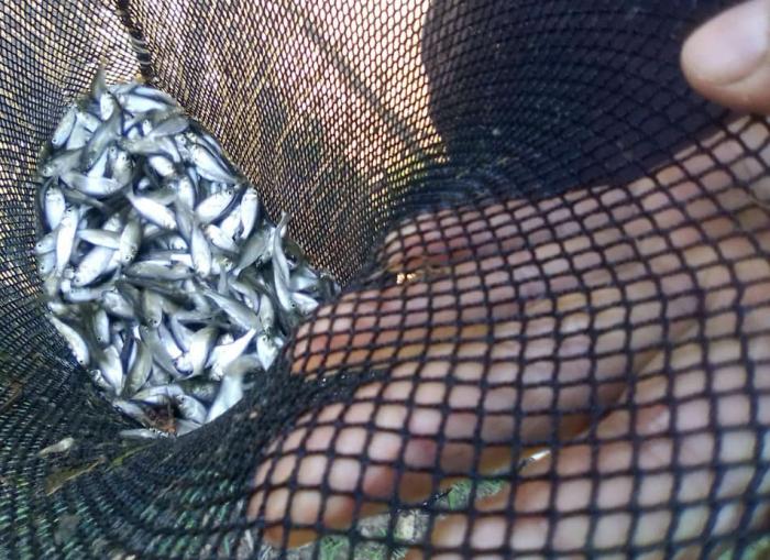 Empresa Agroindustrial de Granos (EAIG) Los Palacios